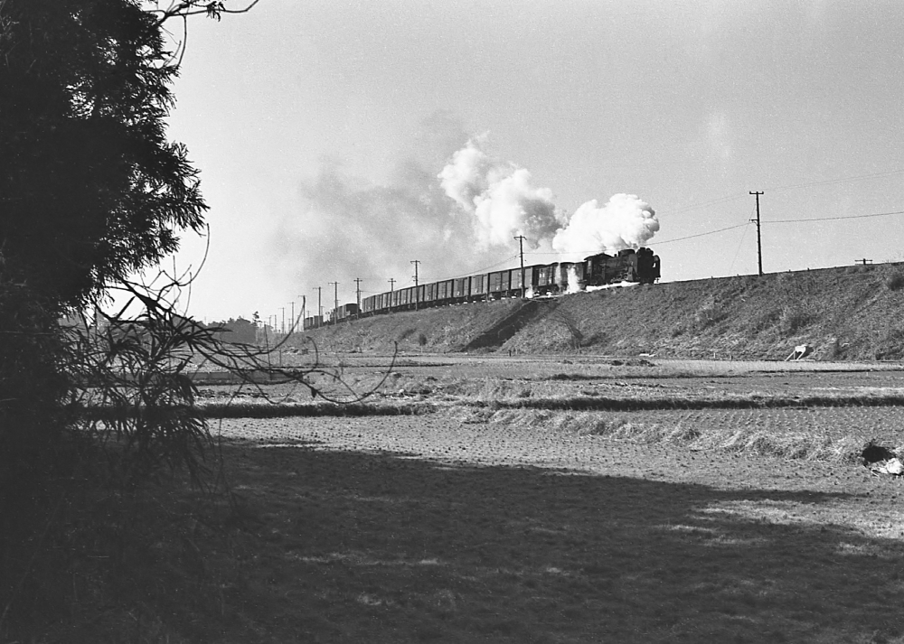 『冬晴れの築堤を上る』 274列車 D51571 富田 1971.1.15