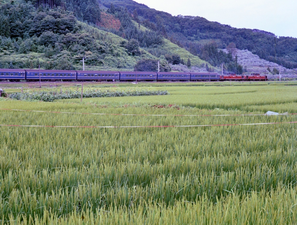 『出穂のころ』 特別急行2001列車日本海 DD51+DD51 奥羽本線大鰐 1971.8.12