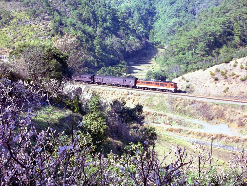 『南紀の春』 322列車 DF5030 紀勢本線稲原 1971.4.1