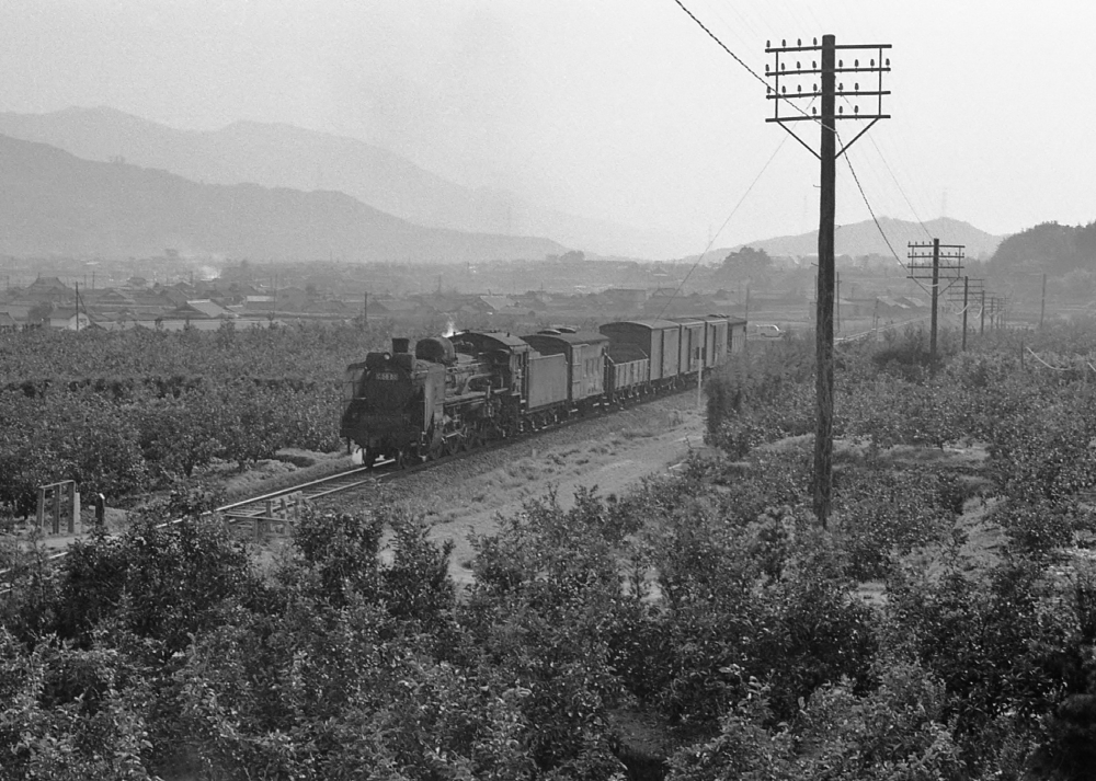 『みかん畑を縫って』 596列車 C5880 和歌山線大谷 1971.4.2