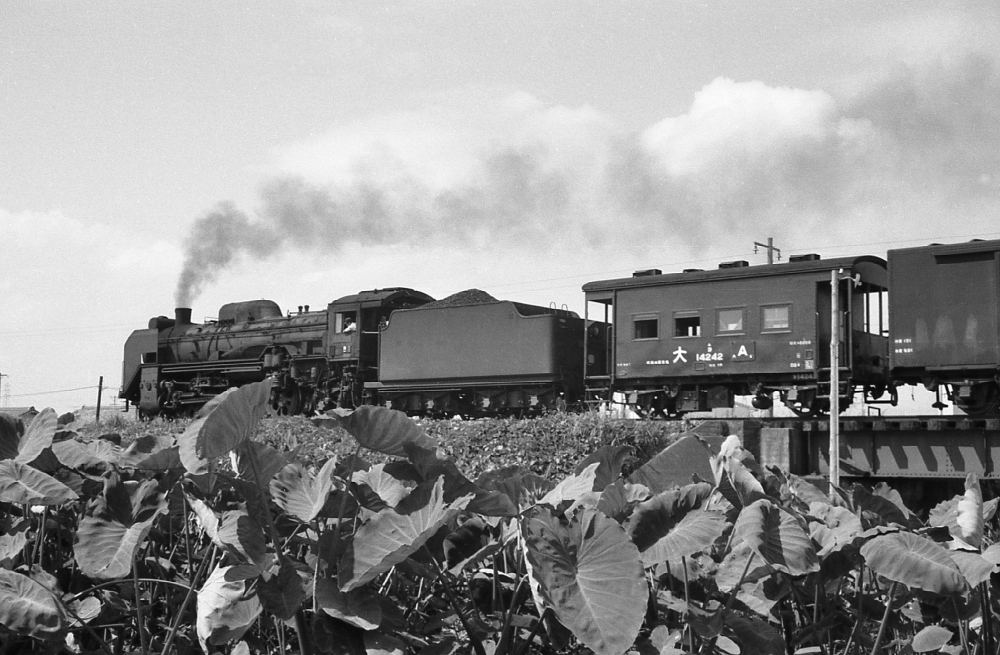 『葉陰涼しく』 D51528 弥冨 1968年頃