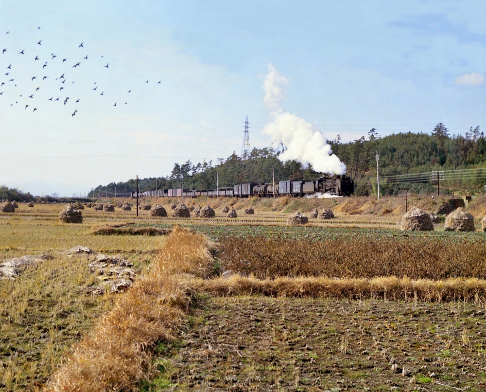 『晩秋の鈴鹿を行く』 262列車 D51823 鈴鹿 1969.11.23