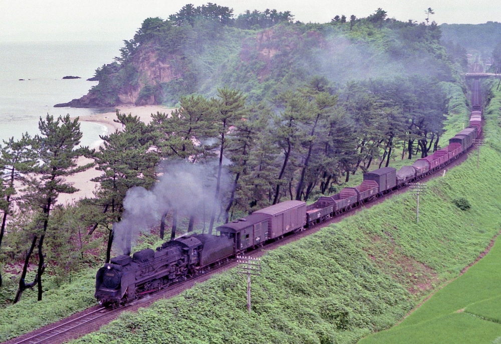 『五十猛の松原に沿って』 571列車 D51620 山陰本線五十猛 1974.7.28