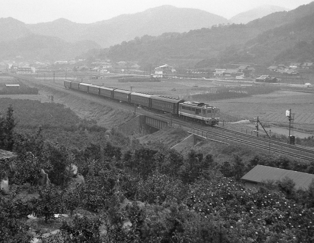 『紀州みかんの里を行く』 323列車 DF5049 紀勢本線由良 1971.4.1