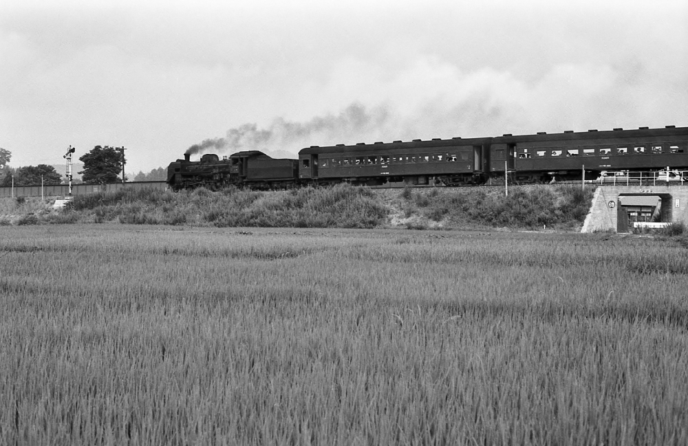 『海水浴へ』 海水浴臨9125列車かっぱ号  C58202 陸羽西線津谷 1971.8.8