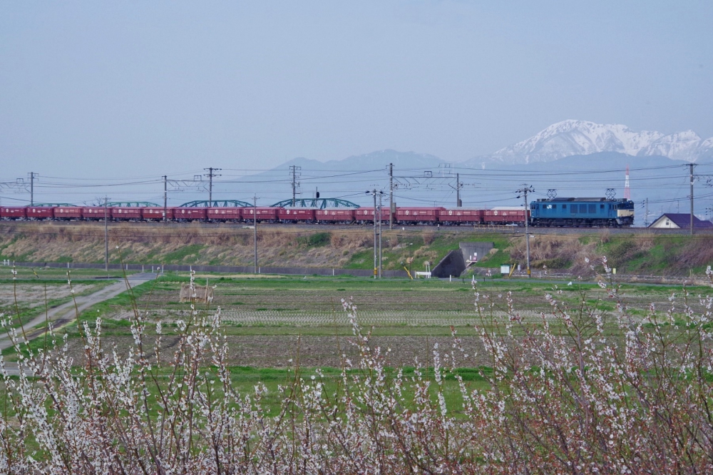 『揖斐川堤の春』 5780列車 EF641012 穂積 2015.3.21