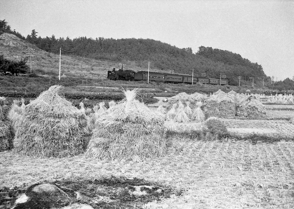 『藁塚のできるころ』 921列車 C5730 河原田 1969.9.21