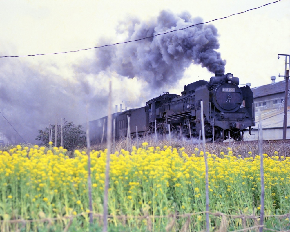 『デコイチと菜の花』 293列車 D51209 朝明(信) 1969.4.8