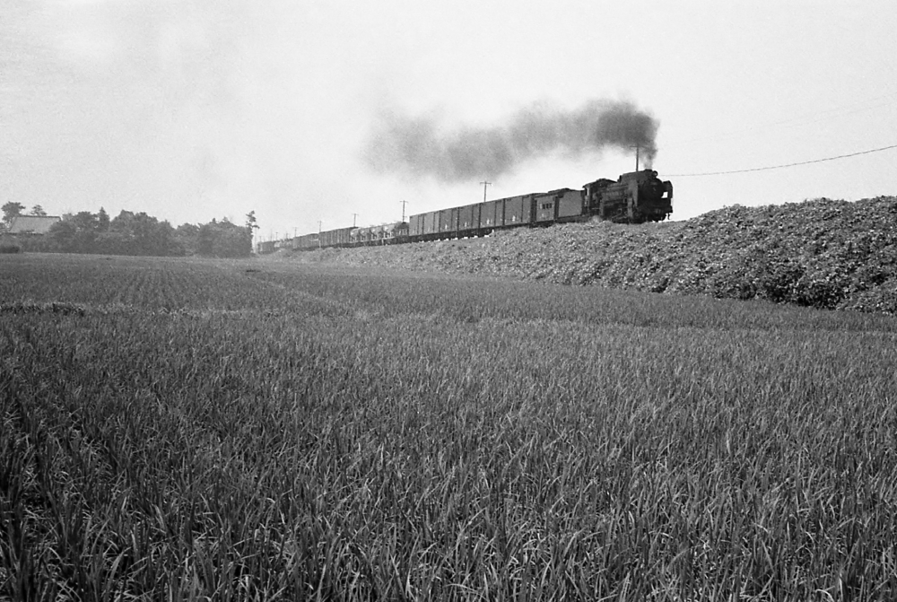 『夏霞の朝明川築堤を登る』 274列車 D512 富田 1970.7.26