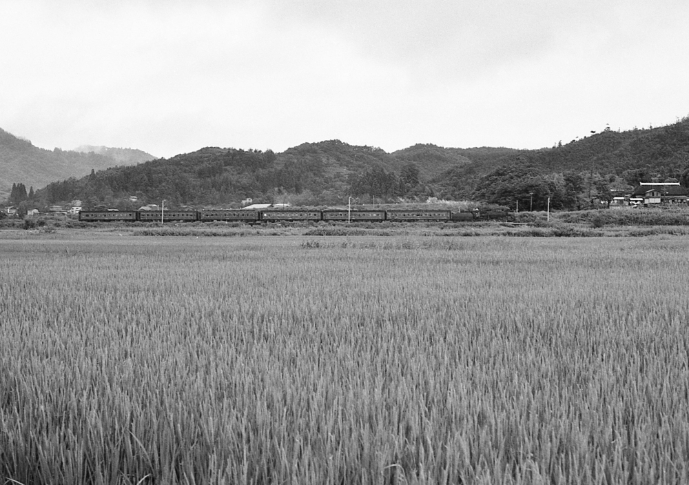 『北秋田の田園を駆ける』 629列車 D51 奥羽本線前山 1971.8.13