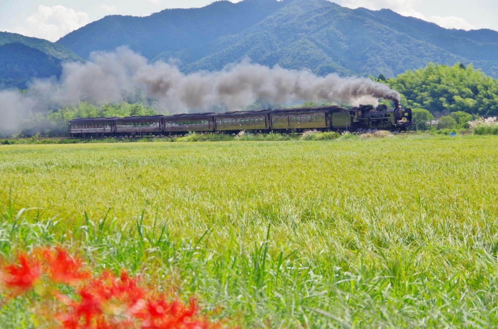 『里山の秋』 SLやまぐち号 C571 山口線徳佐 2017.9.18