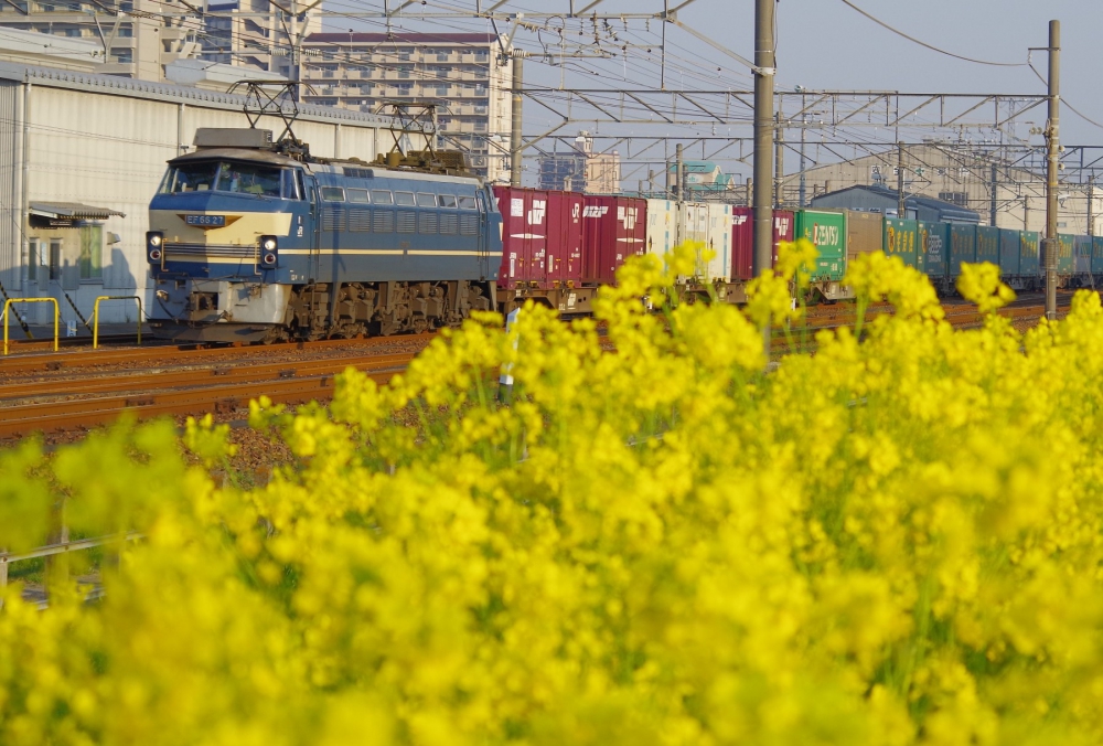 『菜の花に迎えられる朝』 5052列車 EF6627 稲沢 2017.4.4