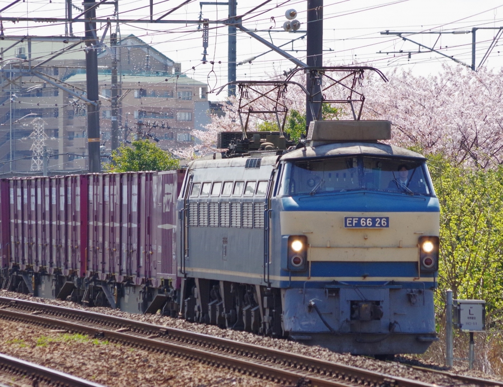 『花吹雪をくぐって』 5091列車 EF6626 枇杷島 2015.4.11