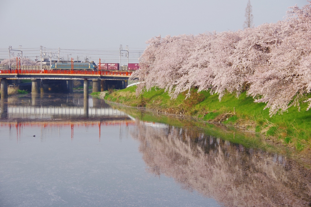 『名残りの花に』 5052列車 EF6630 清洲 2018.4.1