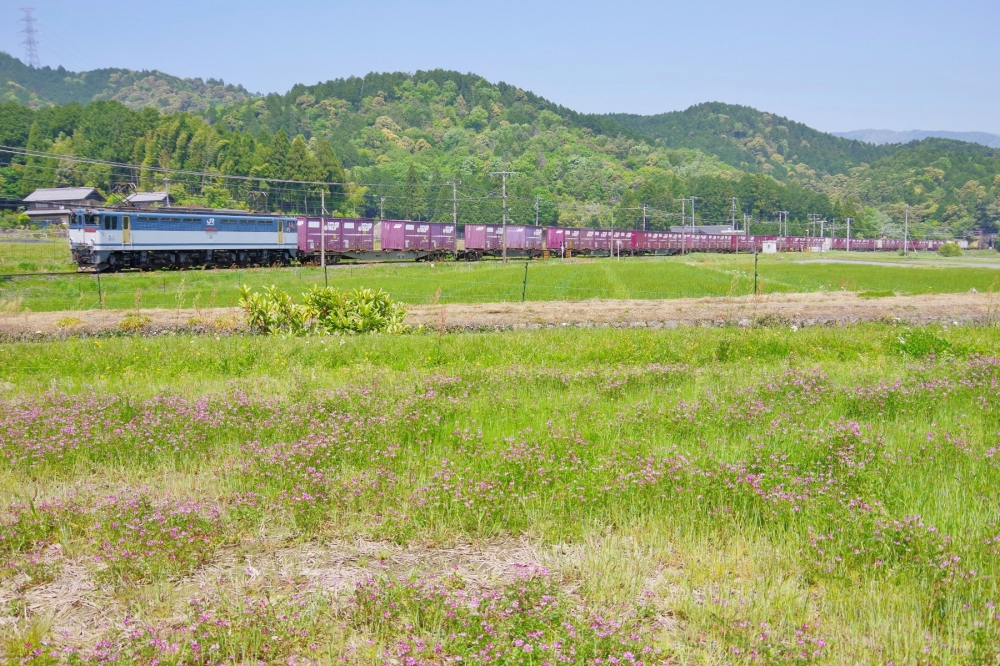 『レンゲの花咲く春…』 5087列車 EF652076 東海道本線関ヶ原 2018.4.28