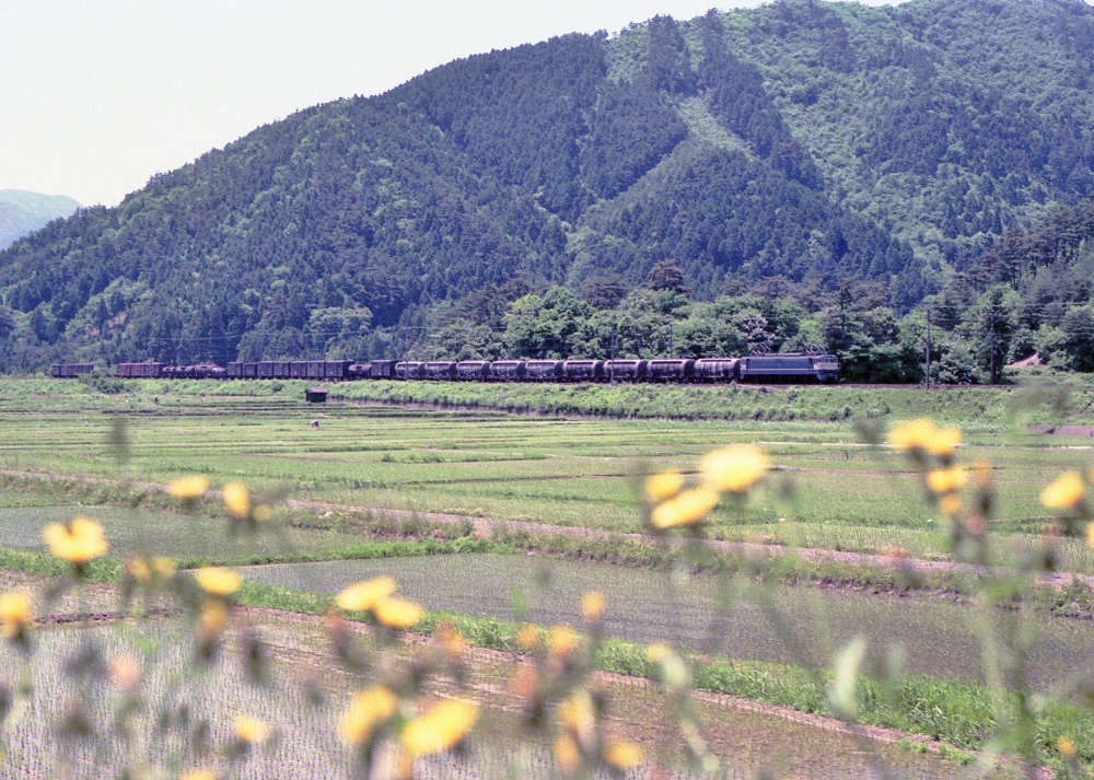 『サイドラインも誇らしく』 967列車 EF65523 柏原 1975.5.28