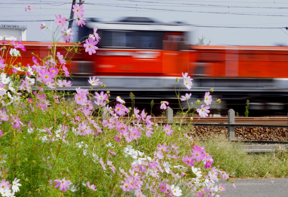 『凸のいた秋』 6079レ DD511804 稲沢 2019.10.10