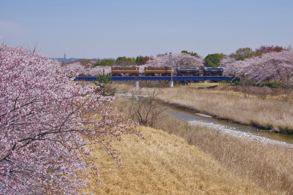 『桜に包まれて』 3713列車 ED45+ED45 三岐線大安 2019.4.5