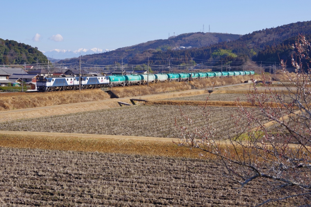 『梅ほころぶ頃』6088列車 EF641011+1013 中央本線釜戸 2020.2.4