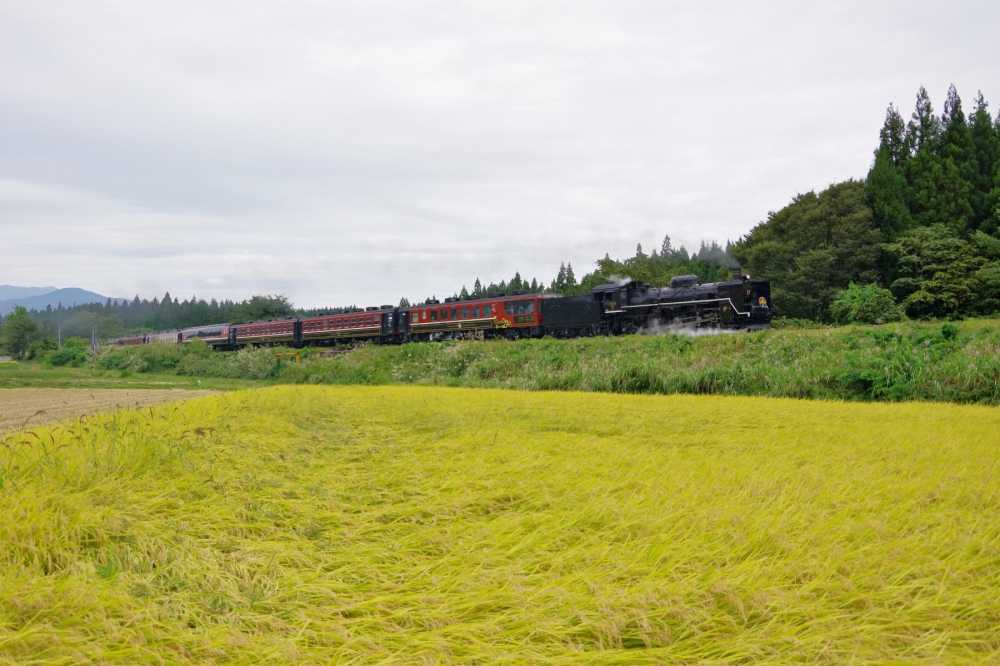 『実りの里を行く』8226列車ばんえつ物語 C57180 磐越西線上野尻 2019.9.28