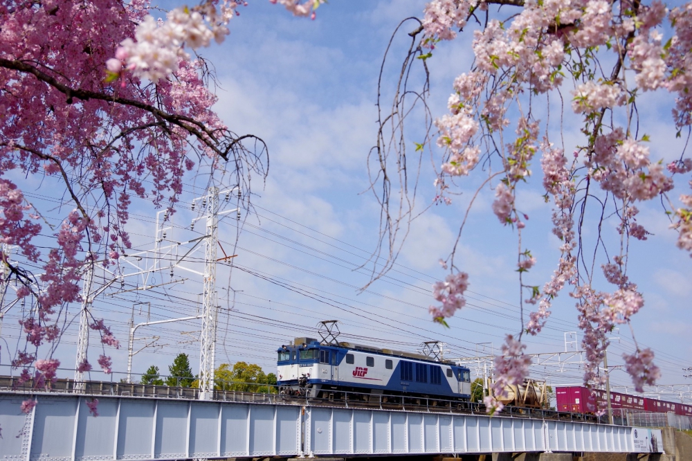 『枝垂れ桜をくぐるように』1550列車 EF641003 清洲 2018.3.31