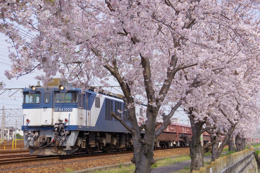 『満開の桜の下を』5780列車 EF641003 清洲 2020.4.3