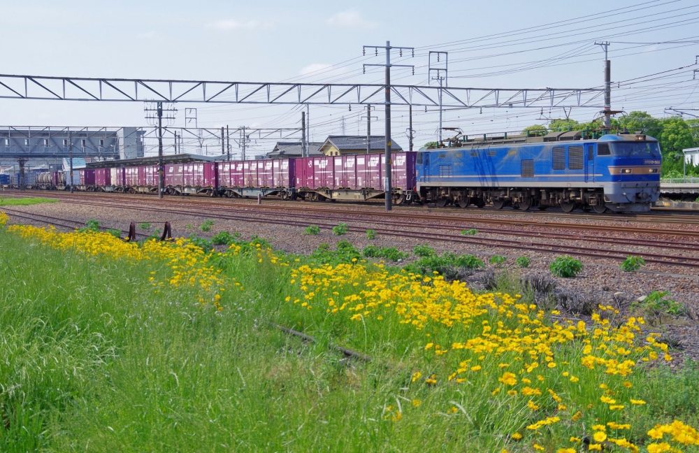 『側線跡の春』1250列車 EF510-503 清洲 2017.5.22