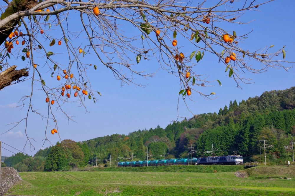 『筆柿生るころ』8084列車 EF641044+1015 中央本線釜戸 2019.11.2