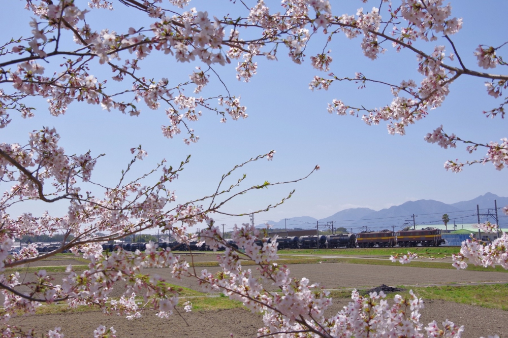 『山と桜と』3713列車 ED45+ED45 三岐線保々 2019.4.8