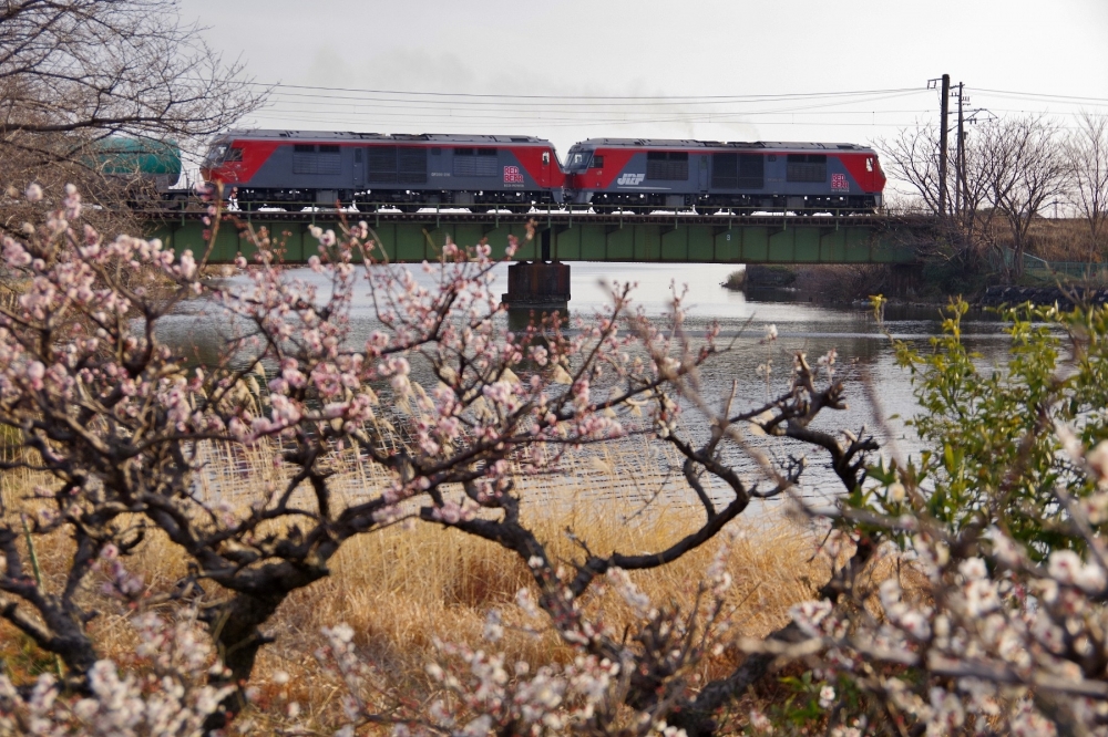 『善太川の春2022』8075列車 DF200-201+216 関西本線永和 2022.3.9