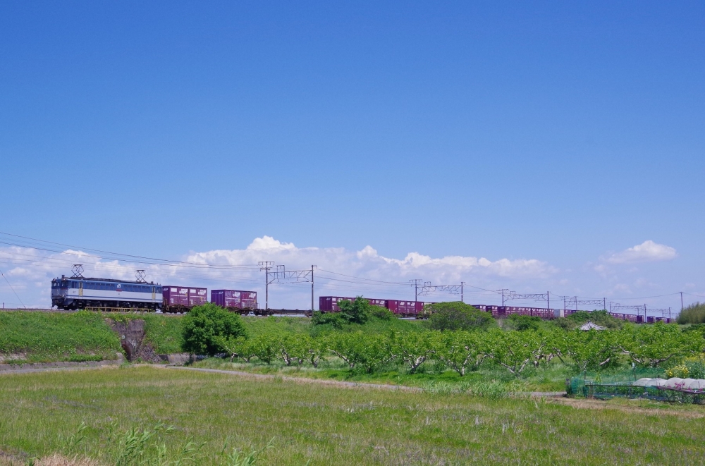 『揖斐川堤の初夏』5087列車 EF652092 穂積 2017.5.18