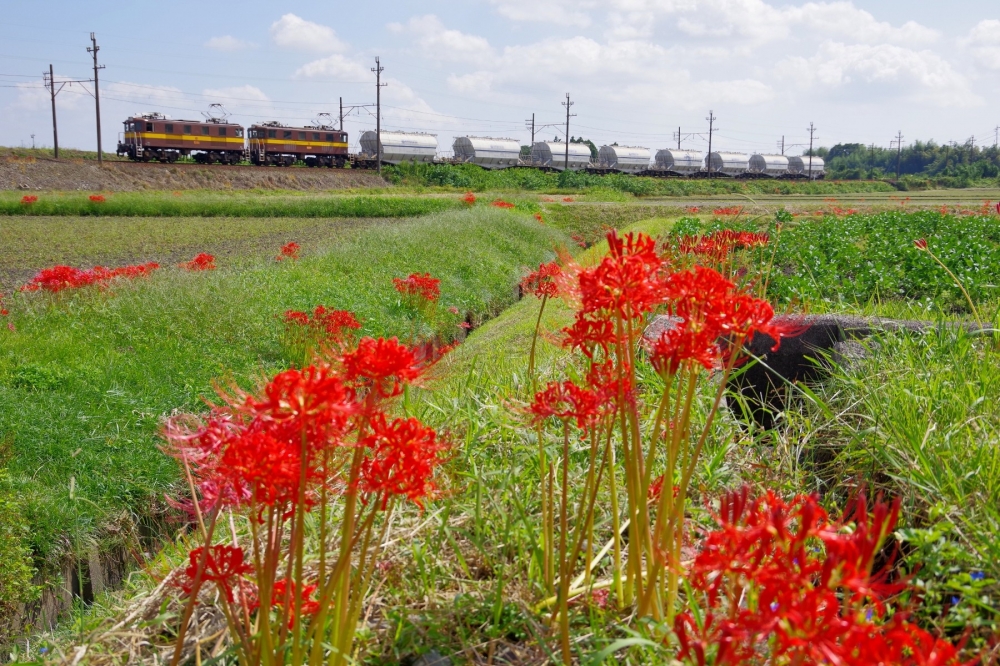 『彼岸花のころ』501列車 ED454+7 三岐線三里 2022.9.26