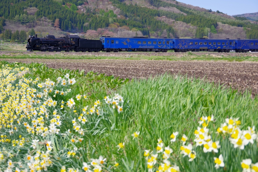 『遠野の春』8622列車 C58239 釜石線岩手二日町 2022.4.30