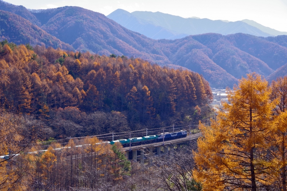 『カラマツ林を縫って』8084列車 EF641018+1005 中央本線藪原 2021.11.17